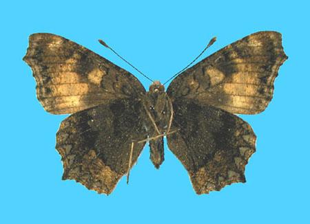 Aglias urticae ab. subtusbrunnescens 6-20-1928 High Wycombe, Bucks Co., UK (Internet Image property of respective owner, non-commercial use only)